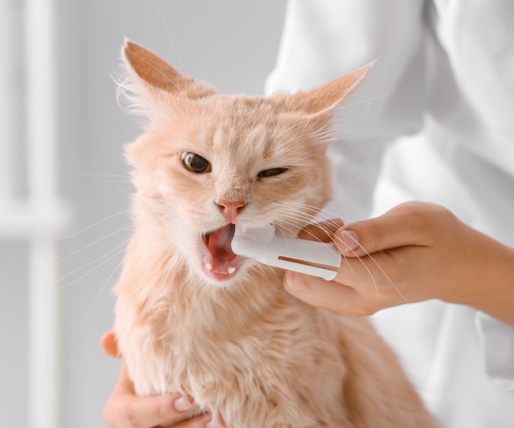 A person brushing cat's teeth