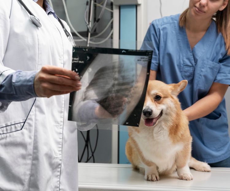 Dog and vet looking at x-ray