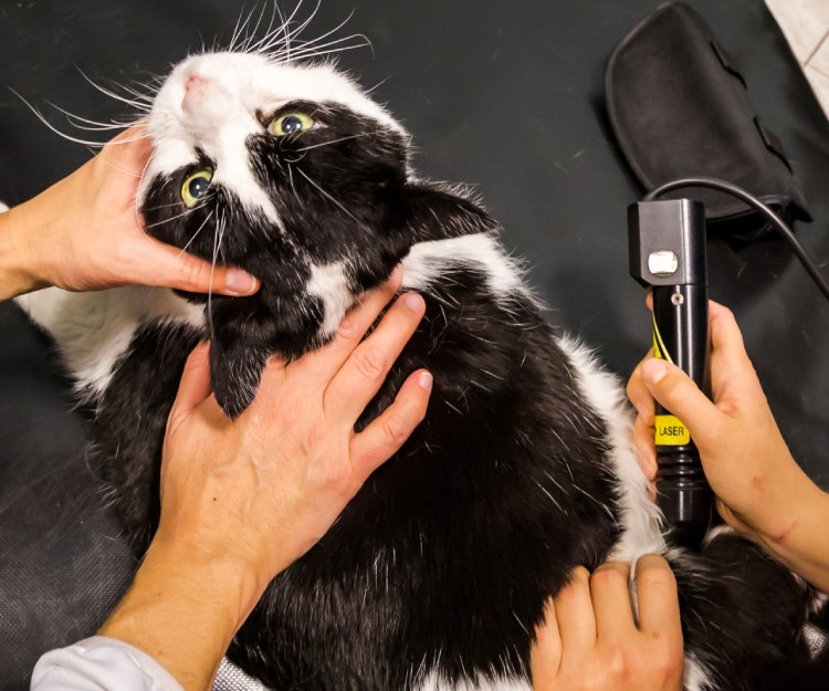 A cat having laser therapy