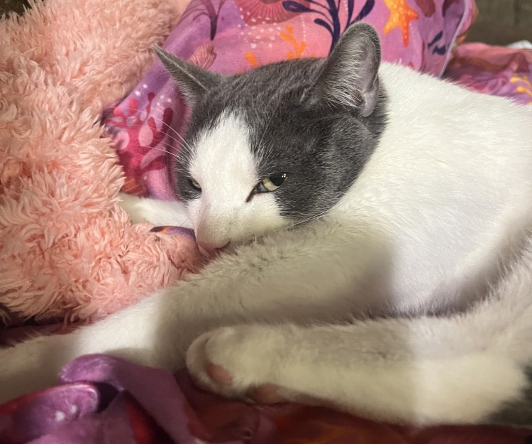 A cat lying on a pink blanket