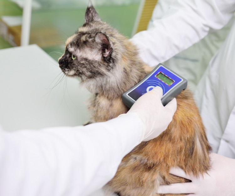 A veterinarian checking a cat by device