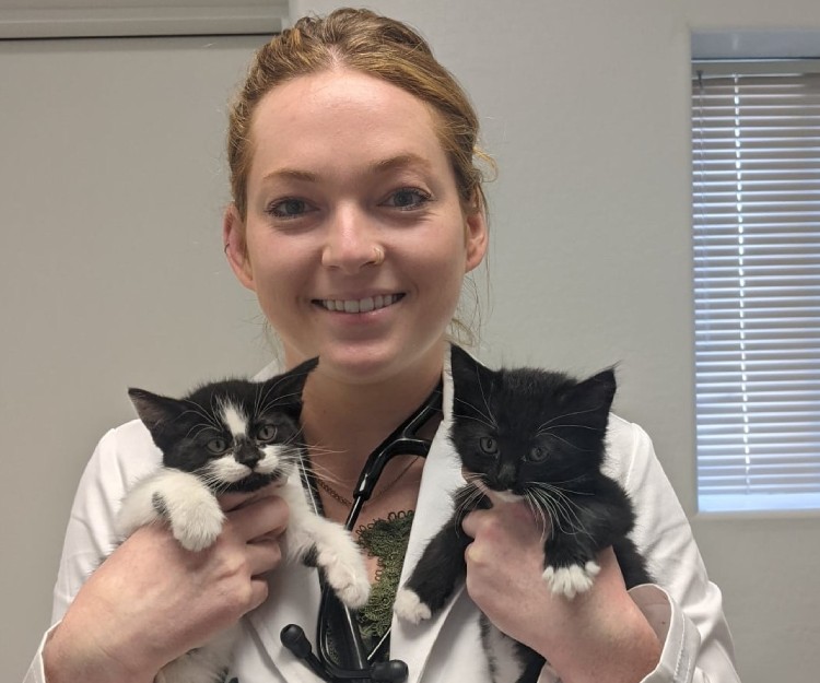 A veterinarian holding two kittens